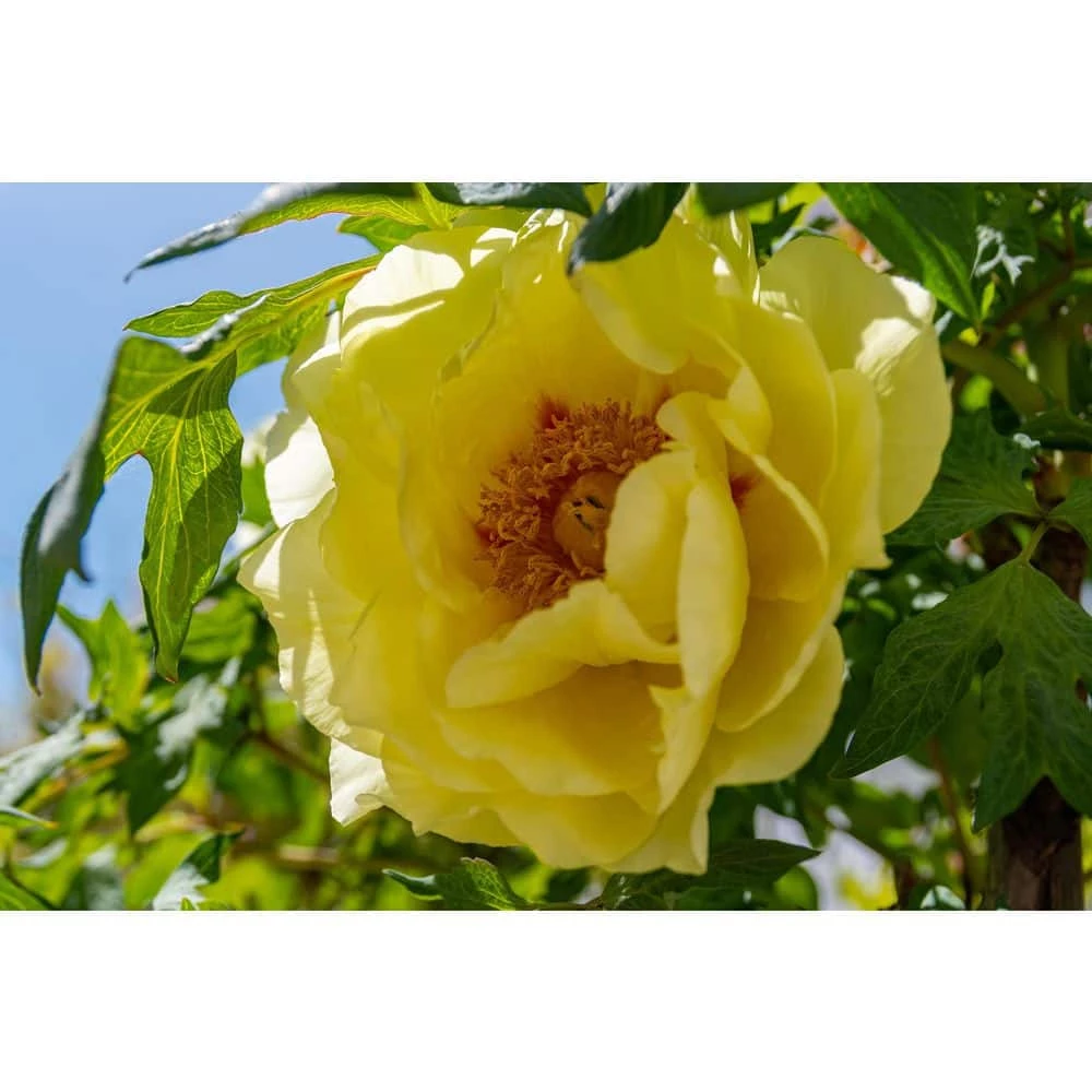 BELL NURSERY 3 Gal. Bartzella Peony (Paeonia Itoh) Live Shrub with Bright Yellow-Deep Red Double Blooms - Image 6