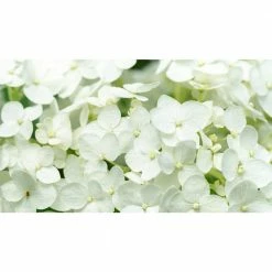 BELL NURSERY 3 Gal. Bobo Hydrangea (Paniculata) Live Flowering Shrub with White to Pink Flowers