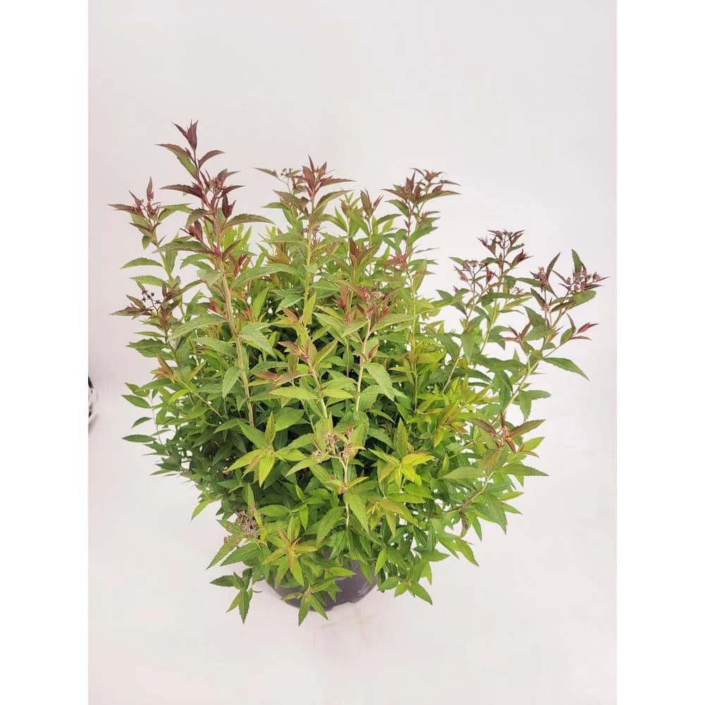 BELL NURSERY 3 Gal. Spiraea Anthony Waterer - Image 3