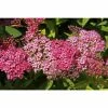 BELL NURSERY 3 Gal. Spiraea Anthony Waterer