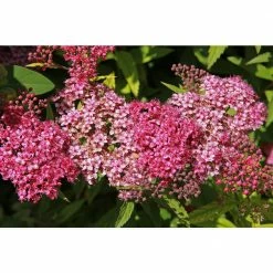 BELL NURSERY 3 Gal. Spiraea Anthony Waterer
