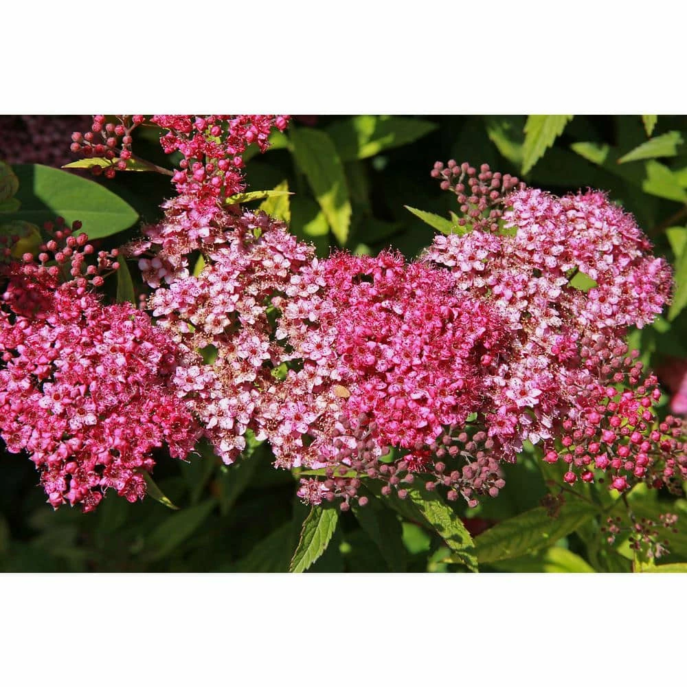 BELL NURSERY 3 Gal. Spiraea Anthony Waterer