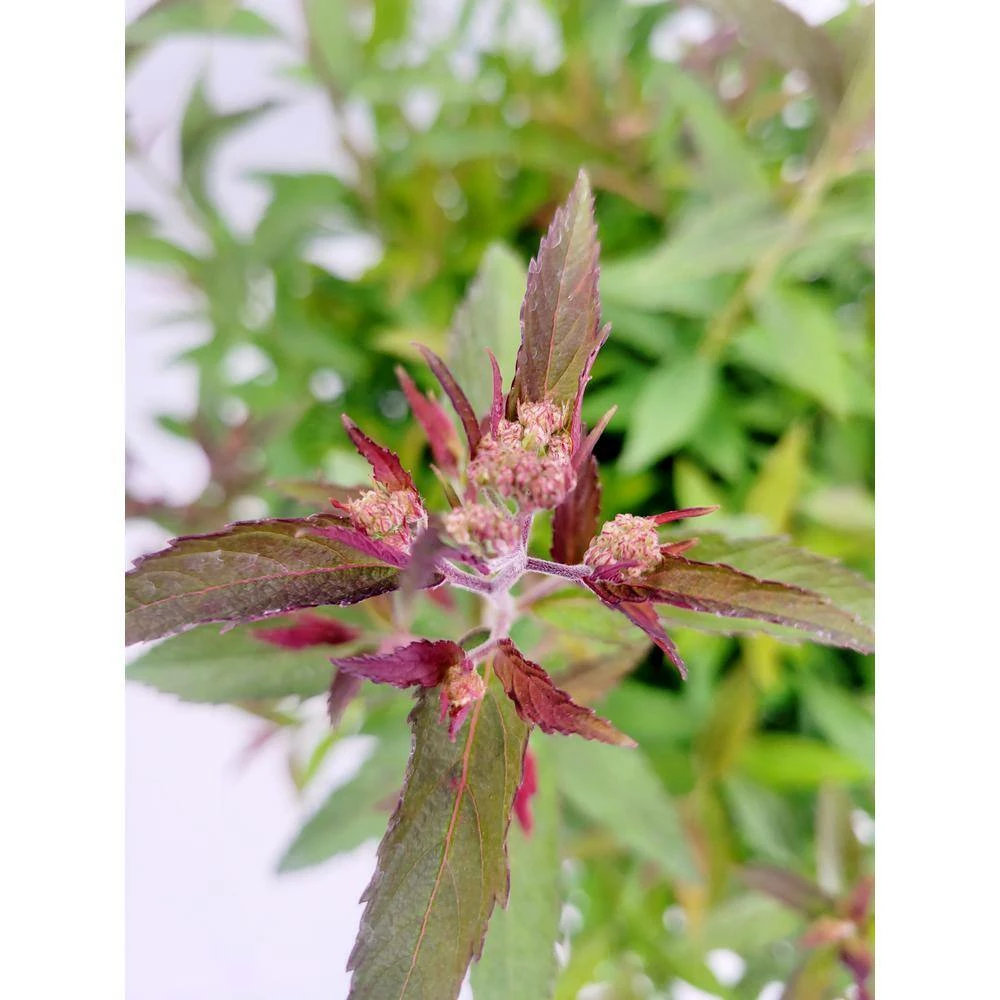 BELL NURSERY 3 Gal. Spiraea Anthony Waterer - Image 2