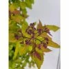 BELL NURSERY 3 Gal. Spiraea Magic Carpet Live Flowering Shrub with Pink Flowers