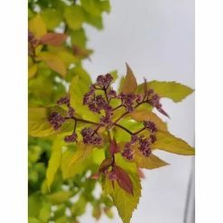 BELL NURSERY 3 Gal. Spiraea Magic Carpet Live Flowering Shrub with Pink Flowers