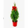 BELL NURSERY 1 Gal. Arborvitae (Thuja) Live Evergreen Shrub in Holiday Pot with Decorative Red Bow