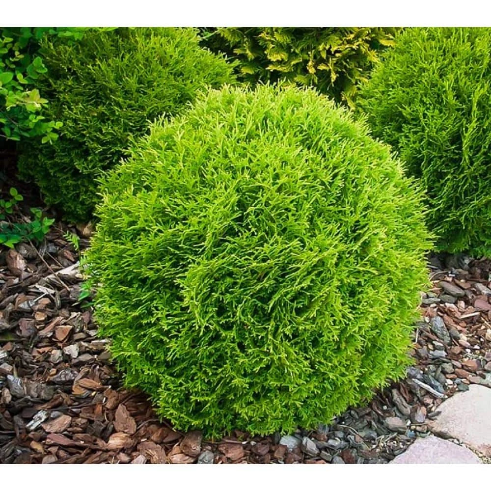 BELL NURSERY 3 Gal. Little Giant American Arborvitae (Thuja) Live Evergreen Shrub - Image 4