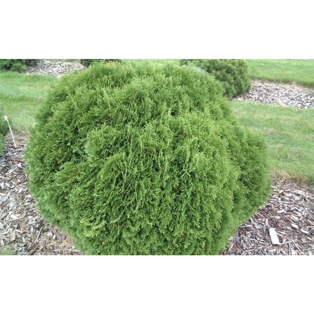 BELL NURSERY 3 Gal. Little Giant American Arborvitae (Thuja) Live Evergreen Shrub - Image 5