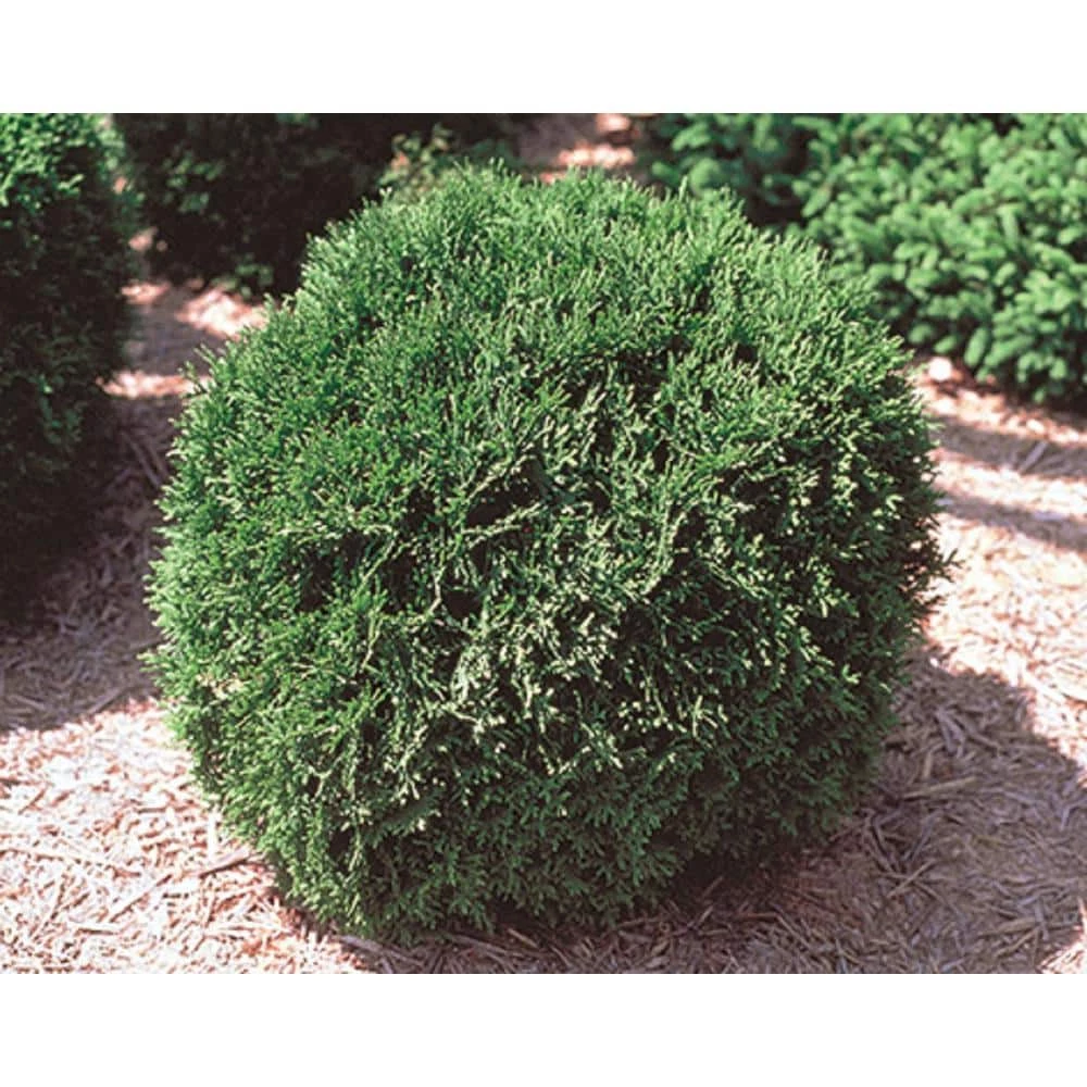 BELL NURSERY 3 Gal. Little Giant American Arborvitae (Thuja) Live Evergreen Shrub - Image 3