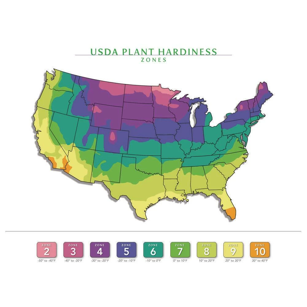 BELL NURSERY 3 Gal. Little Giant American Arborvitae (Thuja) Live Evergreen Shrub - Image 8