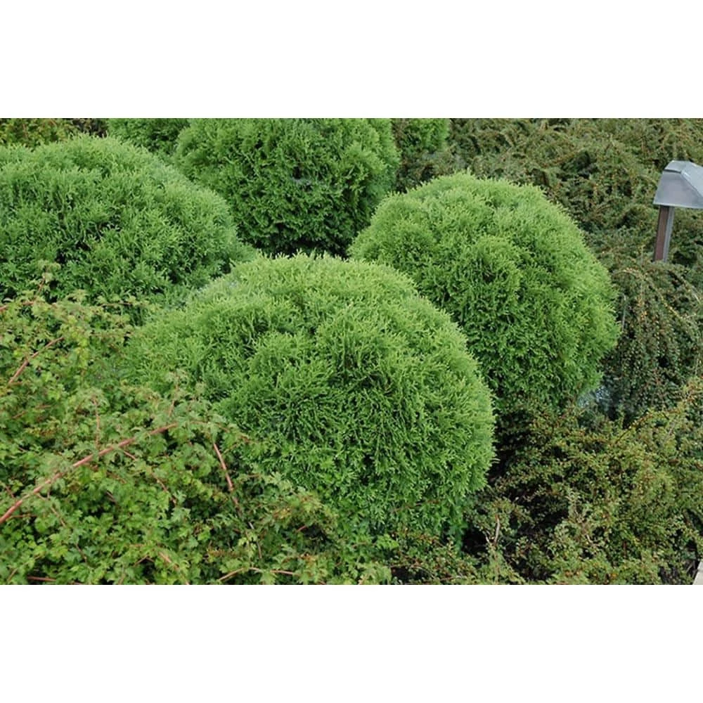 BELL NURSERY 3 Gal. Little Giant American Arborvitae (Thuja) Live Evergreen Shrub - Image 2