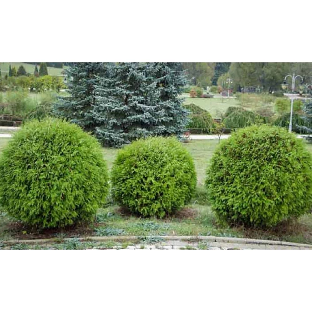 BELL NURSERY 3 Gal. Little Giant American Arborvitae (Thuja) Live Evergreen Shrub - Image 6
