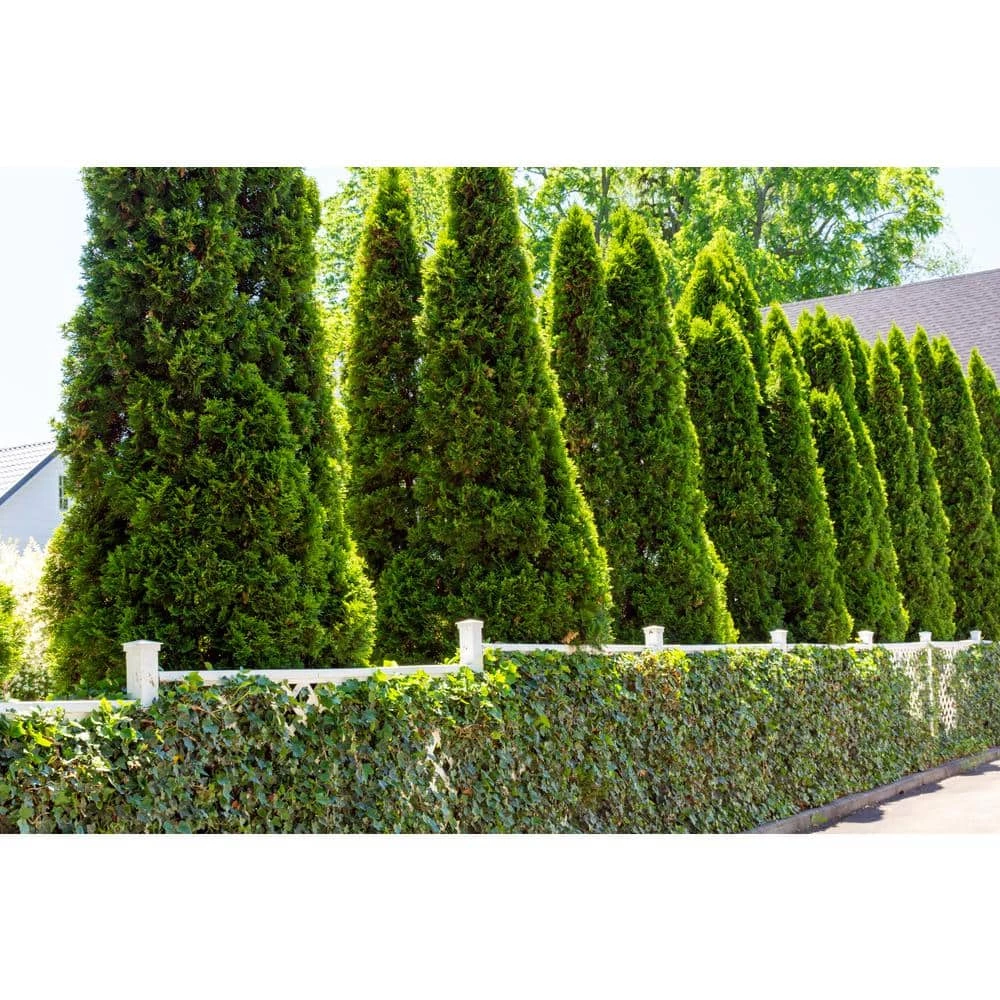 BELL NURSERY 3 Gal. Emerald Green Arborvitae (Thuja) Live Evergreen Shrub - Image 8