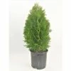 BELL NURSERY 3 Gal. Emerald Green Arborvitae (Thuja) Live Evergreen Shrub
