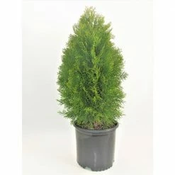 BELL NURSERY 3 Gal. Emerald Green Arborvitae (Thuja) Live Evergreen Shrub