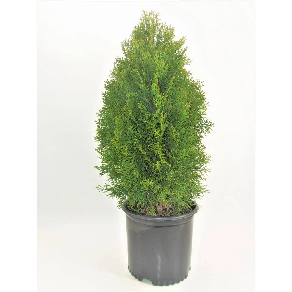 BELL NURSERY 3 Gal. Emerald Green Arborvitae (Thuja) Live Evergreen Shrub