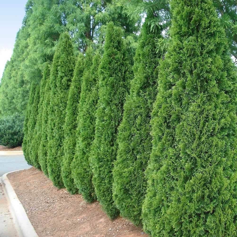 BELL NURSERY 3 Gal. Emerald Green Arborvitae (Thuja) Live Evergreen Shrub - Image 4
