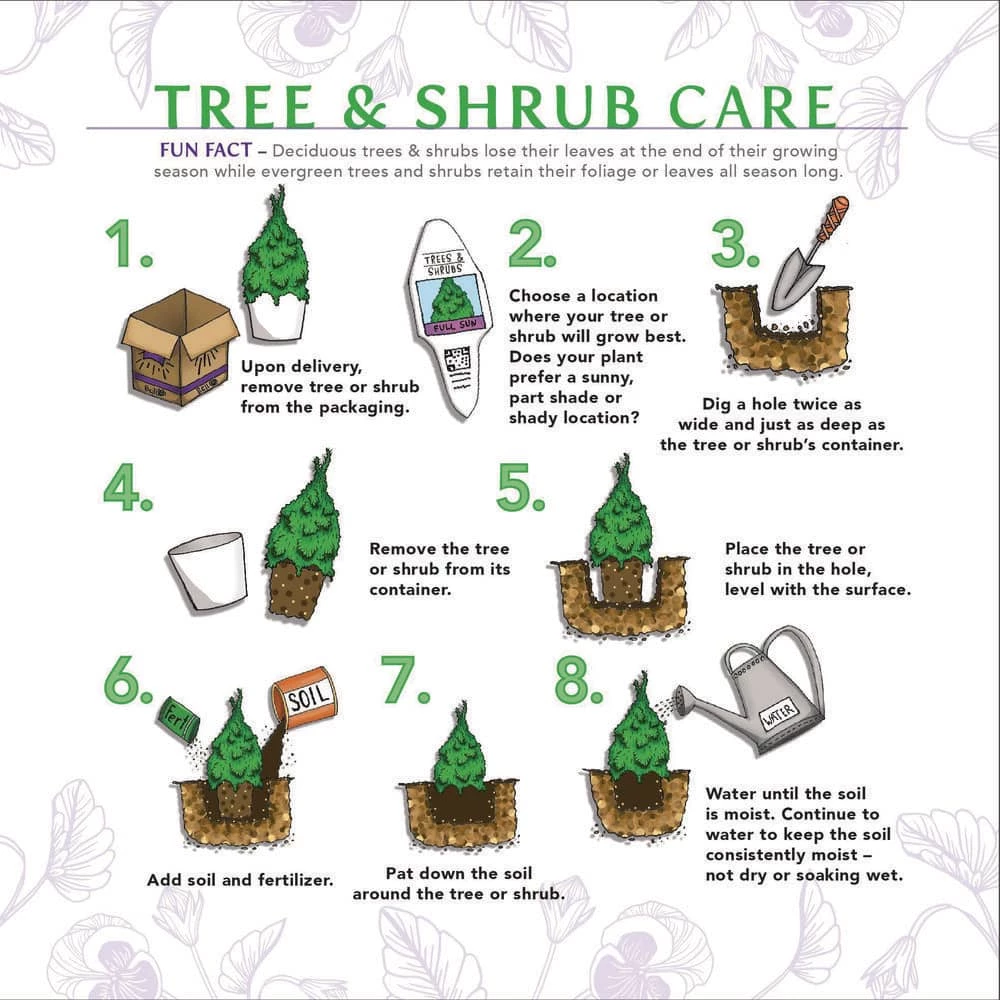 BELL NURSERY 3 Gal. Emerald Green Arborvitae (Thuja) Live Evergreen Shrub - Image 10