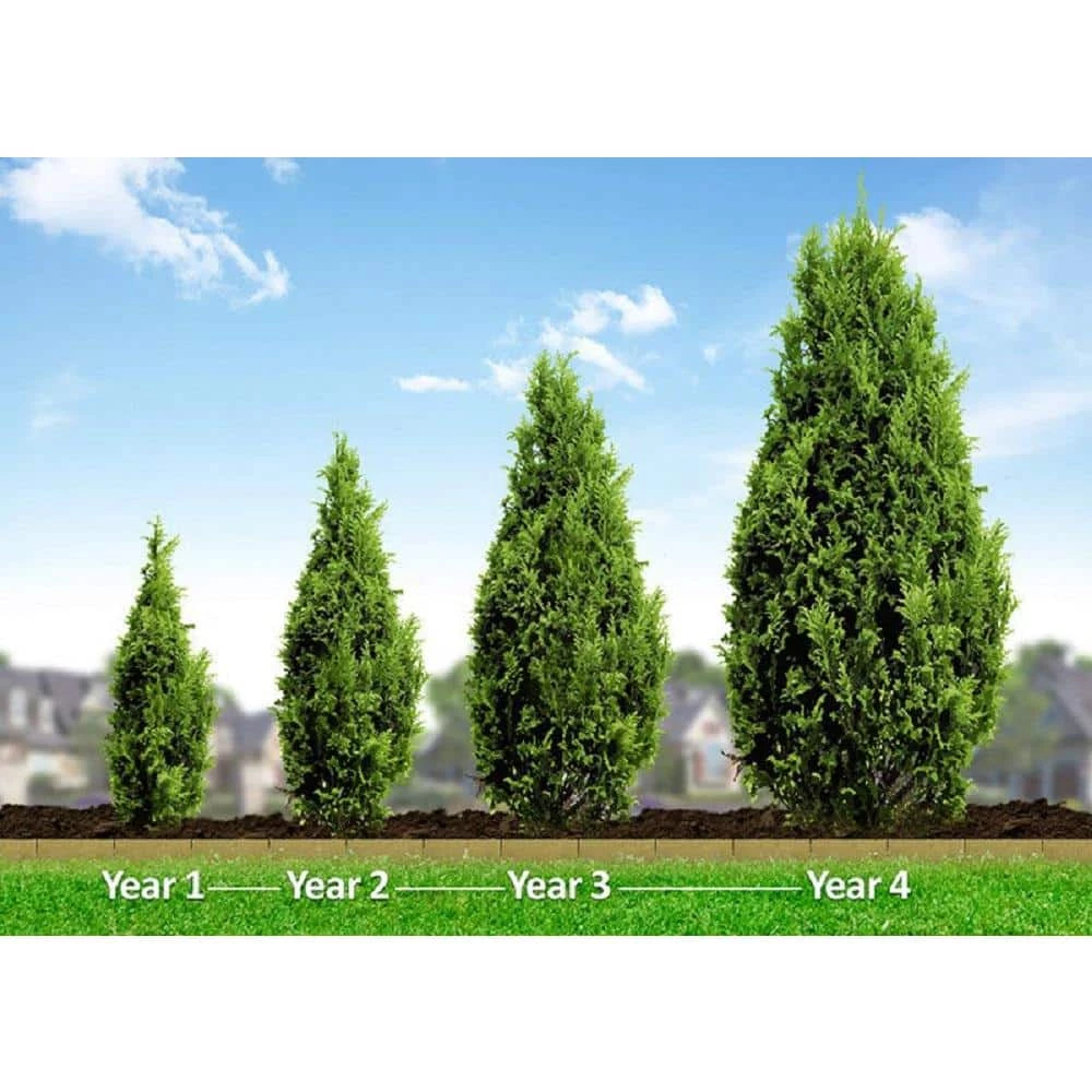 BELL NURSERY 3 Gal. Emerald Green Arborvitae (Thuja) Live Evergreen Shrub - Image 2