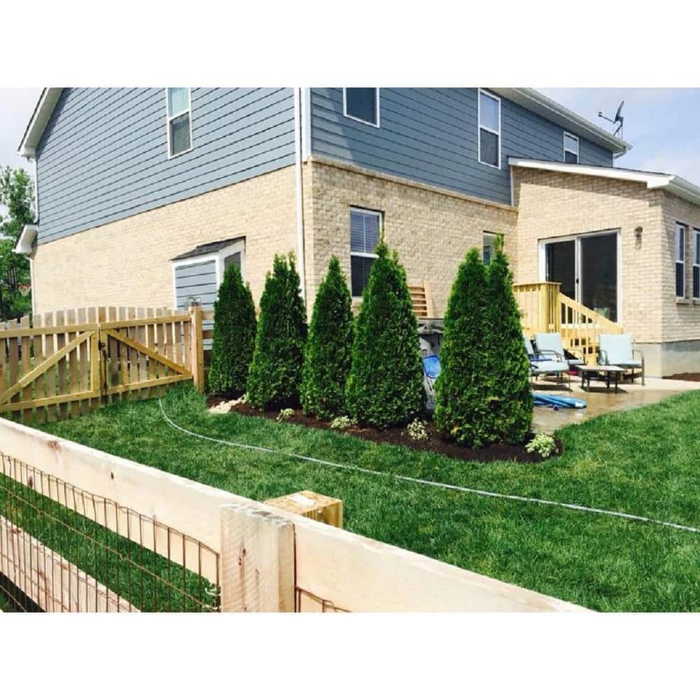 BELL NURSERY 3 Gal. Emerald Green Arborvitae (Thuja) Live Evergreen Shrub - Image 9