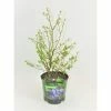 BELL NURSERY 1 Gal. Legacy Blueberry (Vaccinium) Live Fruit-Bearing Shrub (1-Pack)
