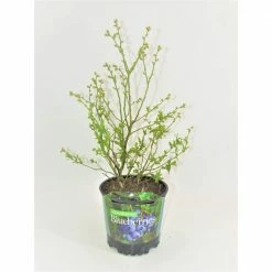 BELL NURSERY 1 Gal. Legacy Blueberry (Vaccinium) Live Fruit-Bearing Shrub (1-Pack)