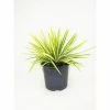 BELL NURSERY 3 Gal. Color Guard Adams Needle (Yucca) Flowering Live Shrub with Cream Flowers