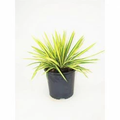 BELL NURSERY 3 Gal. Color Guard Adams Needle (Yucca) Flowering Live Shrub with Cream Flowers
