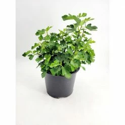 BELL NURSERY 3 Gal. 'Chicago Hardy' Fig (Ficus Carica) Live Fruit-Bearing Tree Plant with Light Purple Fruit, Pink Centers (1-Pack)