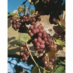BELL NURSERY 2 Gal. Catawba Grape Vine (Vitis) Live Fruit-Bearing Potted Plant, Red Seedless Grape Vine (1-Pack)
