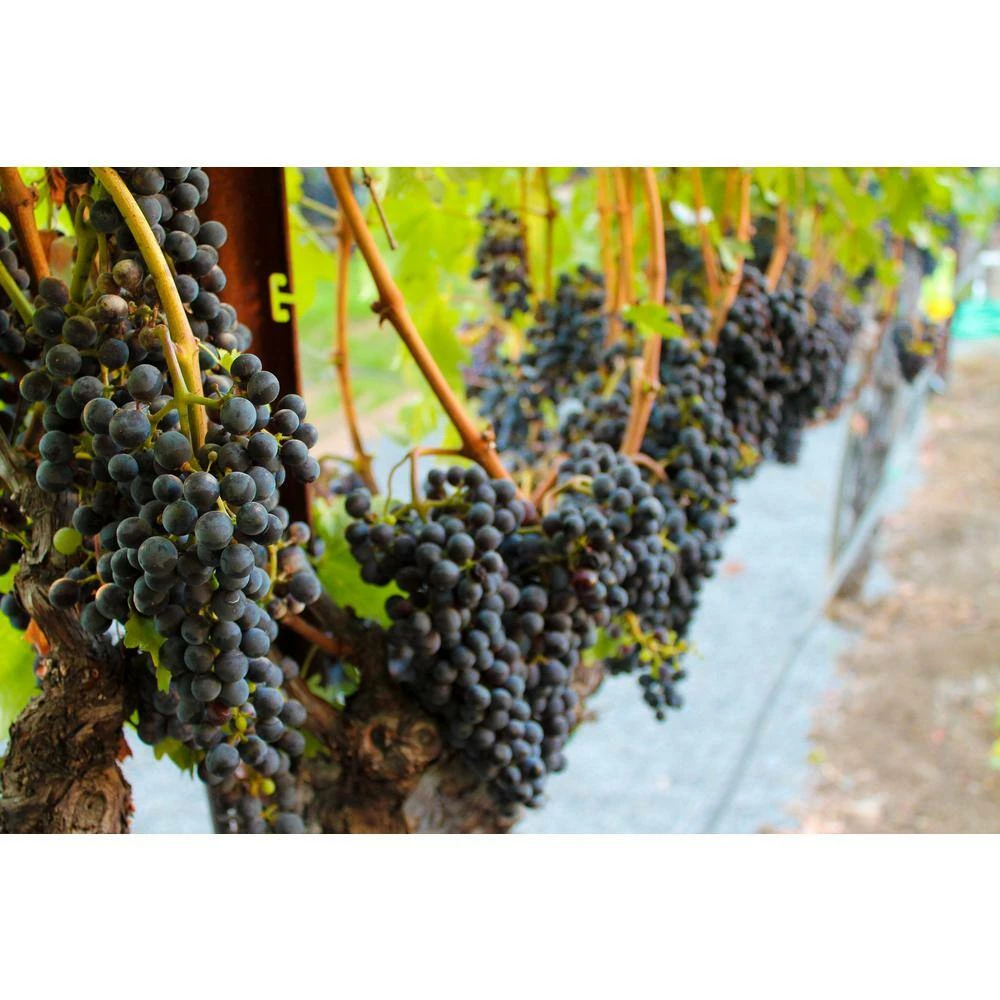 BELL NURSERY 2 Gal. Vitis (Grape) Staked Concord Grape - Image 5