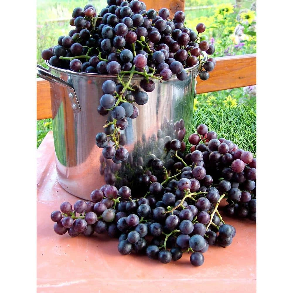 BELL NURSERY 2 Gal. Vitis (Grape) Staked Concord Grape - Image 6