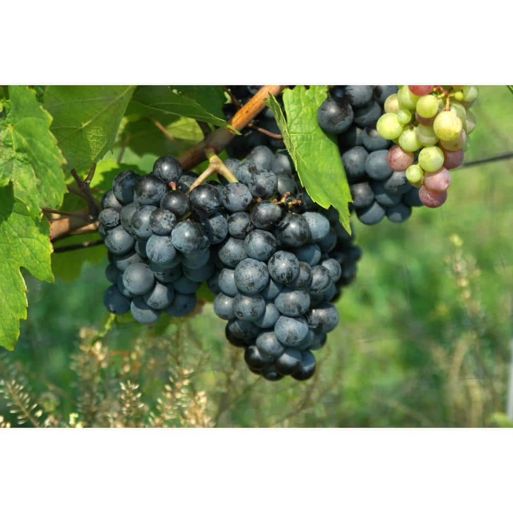 BELL NURSERY 2 Gal. Vitis (Grape) Staked Concord Grape - Image 4