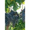 BELL NURSERY 2 Gal. Vitis (Grape) Staked Concord Grape