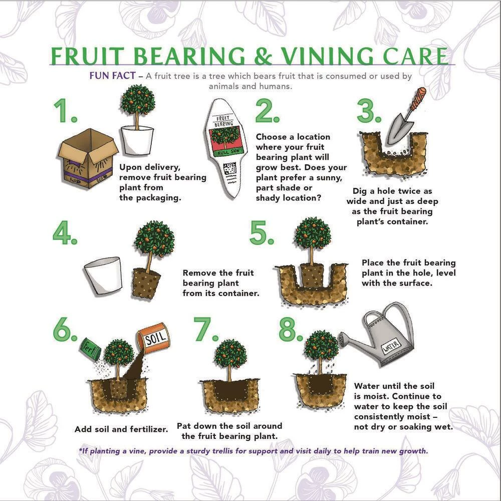 BELL NURSERY 2 Gal. Vitis (Grape) Staked Concord Grape - Image 8