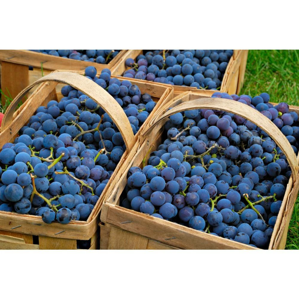 BELL NURSERY 2 Gal. Vitis (Grape) Staked Concord Grape - Image 3