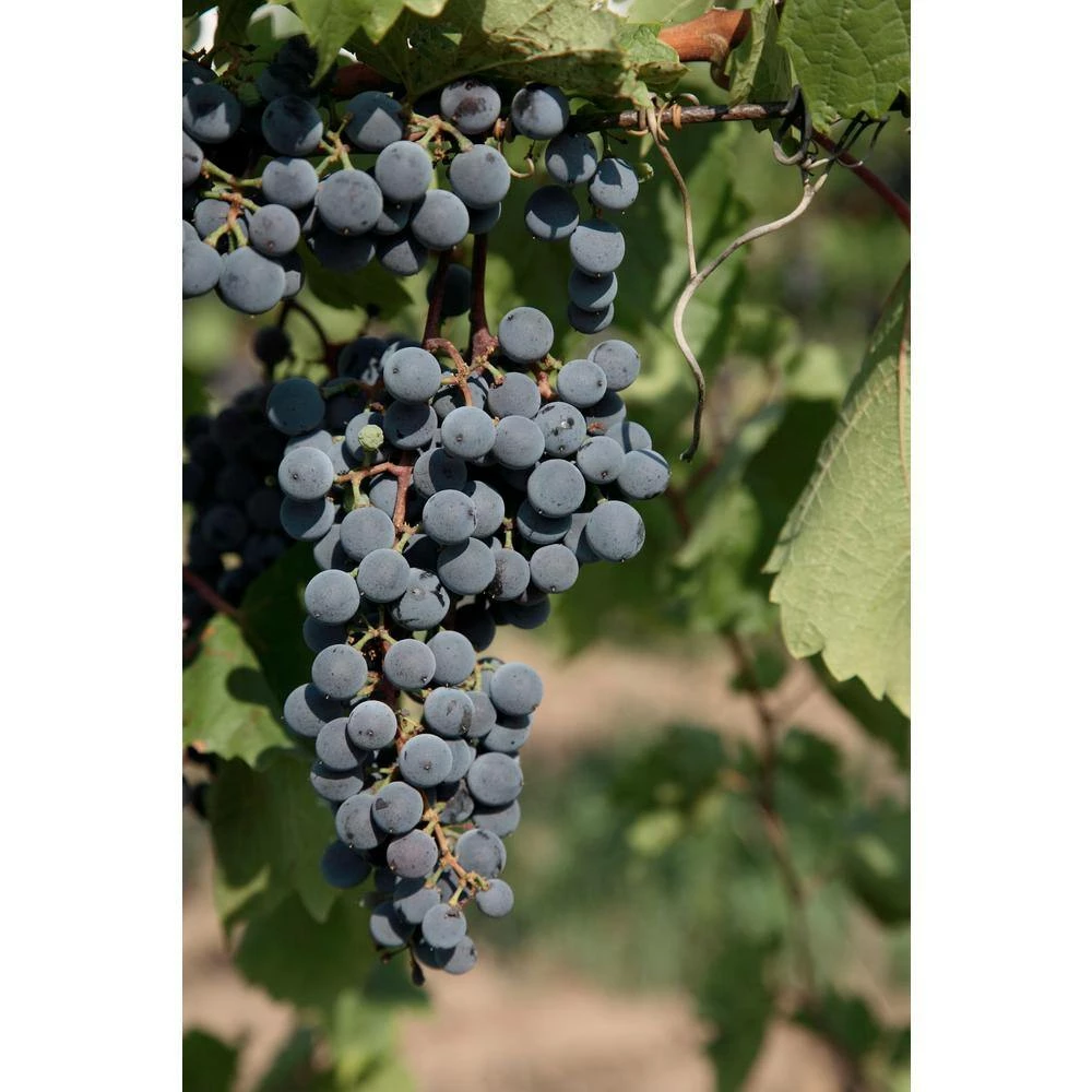 BELL NURSERY 2 Gal. Vitis (Grape) Staked Concord Grape - Image 7
