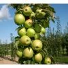 BELL NURSERY 3 Gal. Blushing Delight Live Apple Tree with Red-Green Fruits
