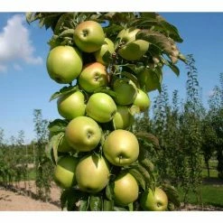 BELL NURSERY 3 Gal. Blushing Delight Live Apple Tree with Red-Green Fruits