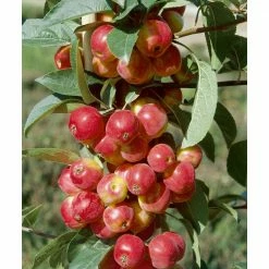 BELL NURSERY 3 Gal. Scarlet Sentinel Live Apple Tree with Red Plump Fruits