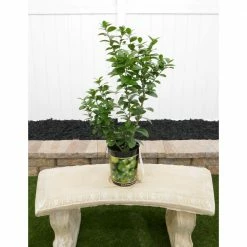 BELL NURSERY 1 Gal. Thornless Key Lime Live Tropical Tree with White Flower to small Green Fruit (1-Pack)