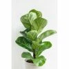 BELL NURSERY 2 Gal. Ficus Lyrata (Fiddle-Leaf Fig) Live Indoor House Plant in 10 in. Nursery Pot