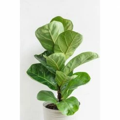 BELL NURSERY 2 Gal. Ficus Lyrata (Fiddle-Leaf Fig) Live Indoor House Plant in 10 in. Nursery Pot