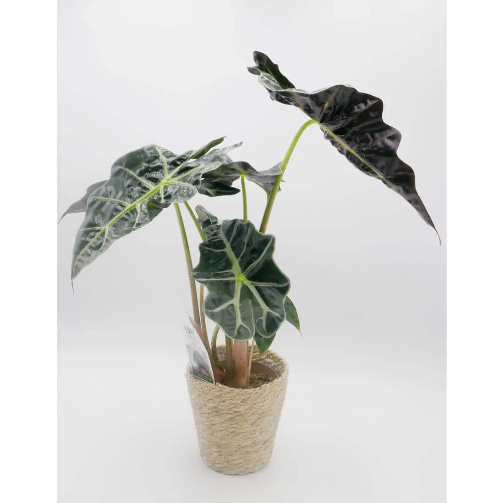 BELL NURSERY leafjoy Collection Alocasia Dwarf Amazonica (Amazonian Elephant's Ears) Live Indoor Plant in 7 in Seagrass Pot