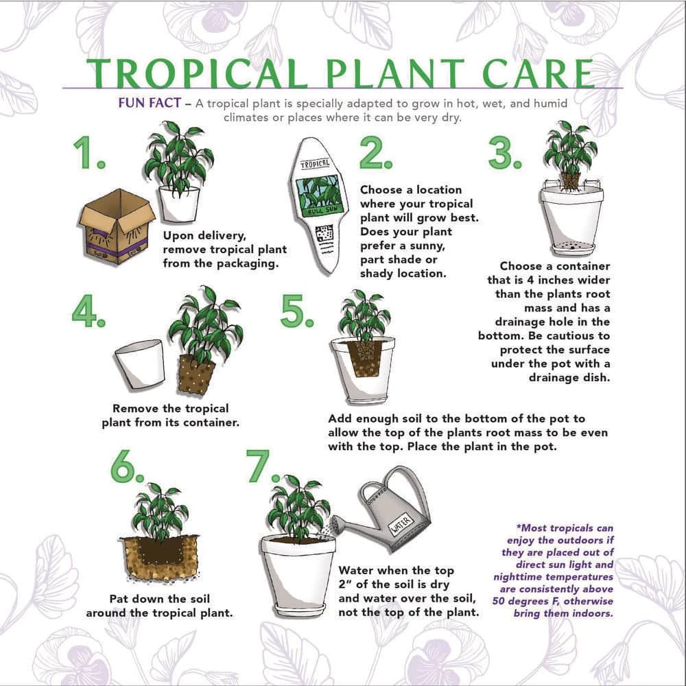BELL NURSERY leafjoy Collection Alocasia Dwarf Amazonica (Amazonian Elephant's Ears) Live Indoor Plant in 7 in Seagrass Pot - Image 3
