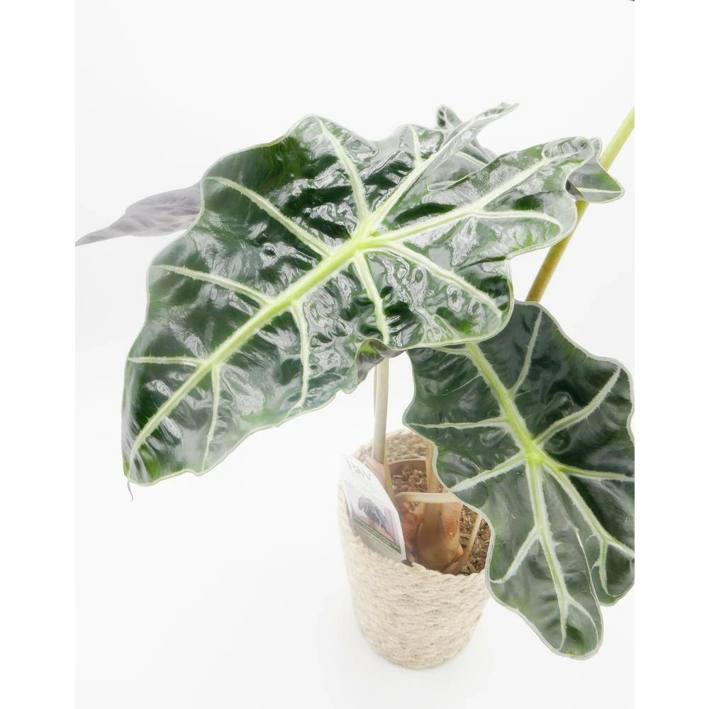 BELL NURSERY leafjoy Collection Alocasia Dwarf Amazonica (Amazonian Elephant's Ears) Live Indoor Plant in 7 in Seagrass Pot - Image 2