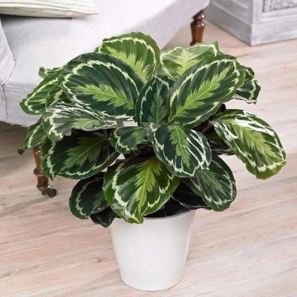 BELL NURSERY leafjoy Collection Calathea Medallion Live Indoor Plant in 7 in Seagrass Pot - Image 4