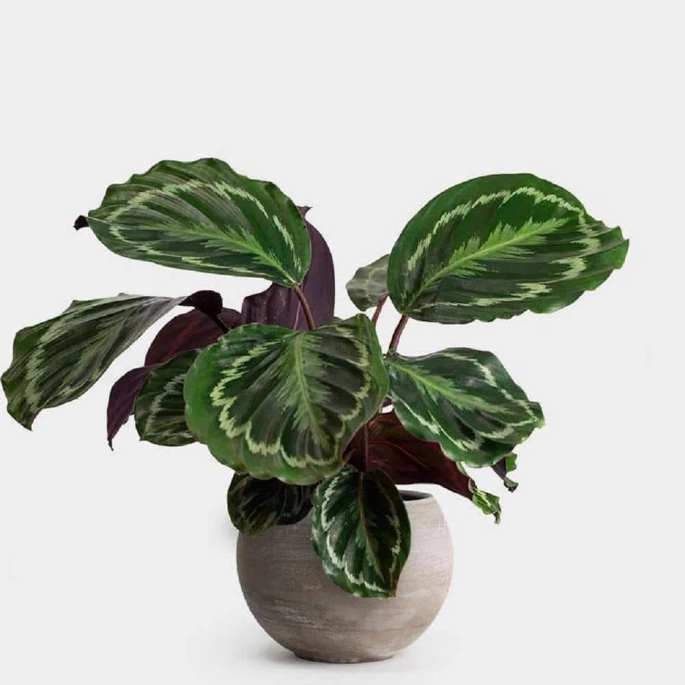 BELL NURSERY leafjoy Collection Calathea Medallion Live Indoor Plant in 7 in Seagrass Pot - Image 5