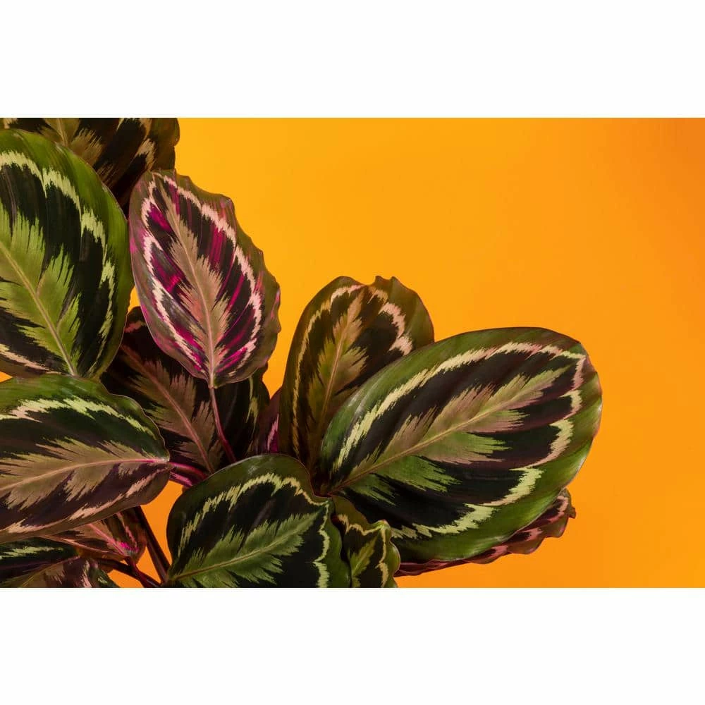 BELL NURSERY leafjoy Collection Calathea Medallion Live Indoor Plant in 7 in Seagrass Pot - Image 2