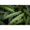 BELL NURSERY leafjoy Collection Calathea Rufibarba Live Indoor Plant in 7 in Seagrass Pot